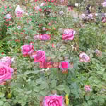 徳島城公園の冬薔薇は冬の薔薇とは思えぬほど勢いがありました。　・冬薔薇阿波は南国勢あり(和良)