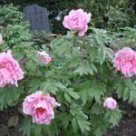 阿波市土成町の神宮寺の牡丹です。雨の中、咲き誇っていました。  　　・風雨にも崩れぬ気品牡丹咲く(和良)