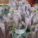 樹齢200歳の藤で有名な石井町の地福寺では盆栽の藤も並べていました。・盆栽の藤も並べて藤の寺(和良)