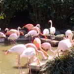 愛媛県立とべ動物園のフラミンゴです。春に日差に輝いていました。　　　　　　・フラミンゴまぶしき春の日差かな(和良)