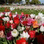 北島町のチューリップ園には名札が立ててありました。　・カタカナの名札ばかりやチューリップ(和良)