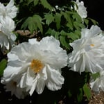 神宮寺の白牡丹はしなやかに朝の日差のまぶしさを返していました。・しなやかにまぶしさ返し白牡丹(和良)