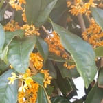 金木犀の香りは朝よりも夕べの方が強いように感じました。　　・夕べには金木犀の香にあふれ（和良）