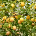 実習地には檸檬の木もあり、たくさんの実を付けていました。　　　　　　　　　　　　　　・廃校となりし農大檸檬生る(和良)