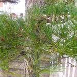 毎年、庭師が素手で手入れするたびに松の芽が込んできました。　　・手入するたびに松の芽込んで来し(和良)