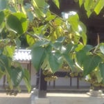 丈六寺では鈴生りの菩提子が落下する日を待っていました。　　　・菩提子のどの実にも付く斜めの葉(和良)