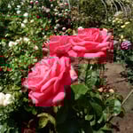 藍住町の薔薇園では三百種千株の薔薇が咲いていると聞きました。　　・三百種千株の薔薇咲き競ふ(和良)