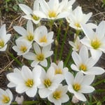 藍住町の草の刈られた空地に今年も玉簾が咲いていました。　　・草刈れば花茎の出でて玉簾（和良）