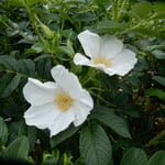 藍住町の薔薇園にはバラ科の花の浜茄子も咲いていました。　　　　　　　・薔薇園にバラ科の花の浜茄子も（和良）