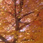 鳴門市大麻町の料理屋の鈴懸は黄葉から紅葉へと色を変えていました。・鈴懸の黄葉の色の紅葉へと(和良)