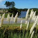 兵庫県南あわじ市のイングランドの丘で見たパンパスグラスです。　　　　・真白なるパンパスグラス風は秋（和良）