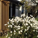 小田原の老舗の蒲鉾店には秋明菊が鮮やかに咲いていました。　　　・蒲鉾の老舗秋明菊咲ける(和良)