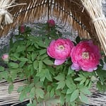 上野東照宮の冬牡丹祭りでは千秋楽まで蕾を付けた寒牡丹がありました。　・楽日まで蕾を付けし寒牡丹（和良）