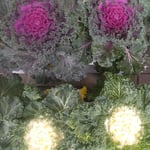 雨に濡れた葉牡丹は生き生きとしているように見えました。　・雨の日の葉牡丹にある勢かな(和良)