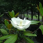 周辺に古墳や遺跡が残されている史跡公園で見た泰山木の花です。　　　　　　　　　　　　・泰然と日を浴び泰山木の花（和良）