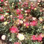 徳島城公園の薔薇園に人目を引く薔薇がありました。　　　　　　　　　　　　　　・際立てる薔薇はチャールストーンなる（和良）