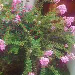 我が家の百日紅は枝先という枝先に花をつけて咲き満ちています。　・枝先と云ふ枝先に百日紅(和良)