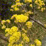 武家屋敷裏庭の山茱萸の花は今を盛りに咲き満ちていました。　　・裏庭に山茱萸の花咲き満ちて(和良)