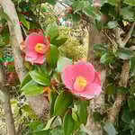 阿南市椿町の椿自然園の椿です。700種類の椿が咲いていました。　　　　・椿咲く幹から直に咲くもあり（和良）