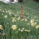 淡路島の灘黒岩水仙群では例年より一ヶ月も早く盛りを迎えたそうです。 ・水仙の仕舞ひの花の凜として(和良)