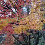 香川県さぬき市の大窪寺で見た冬紅葉です。雨に濡れて色鮮やかでした。 ・いやまして色濃き冬の紅葉かな(和良)