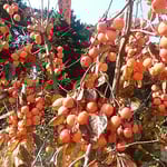 皇居東御苑の本丸跡広場には鈴生りのままに柿が残っていました。　　　　・犇めけるままに残ってをりし柿（和良）