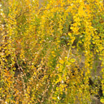 松山市の道後公園では枯れて行く萩が緑を残し美しかったです。　　・枯れ萩に残る緑の鮮やかさ(和良)