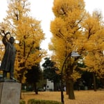 上野公園の野口英世像は大きな銀杏並木を背に立っていました。　　　　　　　　　　・銀杏散る野口英世の像の背に(和良)