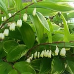 藍住町を散歩していると鈴蘭に似た鳴子百合が咲いていました。　・鈴蘭のやうなる鳴子百合咲いて（和良）