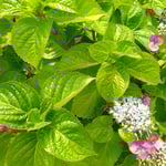額紫陽花は雨が欲しい雨が欲しいと言っているように見えました。　　　・雨欲しい雨が欲しいと額の花(和良)