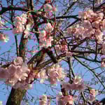 徳島市の原田家屋敷の蜂須賀桜です。一足早いお花見をしてきました。  ・こんなにも蜂須賀桜紅きかな（和良）