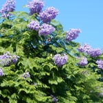 リスボンの刑務所の前でもジャカランタが帰り咲いていました。　・刑務所に帰り咲きゐるジャカランタ（和良）