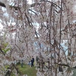 吉野川市の向麻山公園では多くの家族連れが花見に来ていました。・美しき日本と思ふ桜かな(和良)