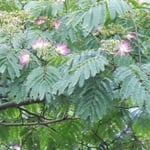 神山町の森林公園で見た合歓の花です。雨に濡れて美しかったです。  ・糠雨に紅煙りをり合歓の花(和良)