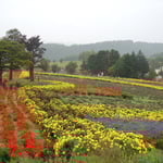 美瑛町の「ぜるぶの丘」では綺麗な花が咲き競っていました。　　　　　　　　　　　　　　　　　　　　　　　　　　　　　・秋雨に色増しにけり丘の花(和良)