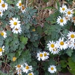 足摺岬の道には野路菊がへばりつくかのように咲いていました。　　　・野路菊のへばりつくかに咲く岬(和良)