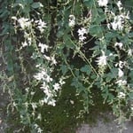 千代尼塚の前にあった白萩です。少しこぼれていました。 ・白萩や加賀の千代女といひし人 （和良）