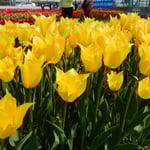 北島町のチューリップ園では綺麗に並んだ姿が美しかったです。　・並ぶとは美しきことチューリップ（和良）