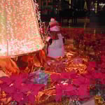 上海のホテルのロビーにはポインセチアの赤が氾濫していました。  ・ポインセチア赤のひしめくロビーかな （和良）