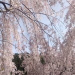 ゆうかの里のある神山町は日本一しだれ桜を咲かそうとしています。・こんなにもしだれてしだれ桜かな(和良)