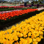 北島町のチューリップ園は1800平方メートルの広さがあります。・色競ひ合ふかのやうにチューリップ（和良）