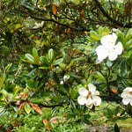 徳島市の文化の森の泰山木はたくさん花をつけていました。　　　　　　　　　・なほ上に泰山木の花数多(和良)
