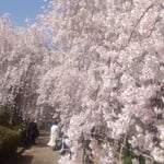 向麻山公園の大きなしだれ桜の下で記念撮影する人がいました。　・記念写真撮るのはいつもこの桜(和良)