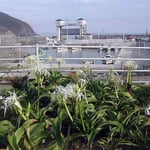 高校の同窓会が阿南市・伊島でありました。港で見た浜木綿です。 ・浜木綿の咲きし港に集ひたり（和良）