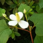 十薬の白十字は特に黄昏時の白が綺麗なように思いました。　・十薬の黄昏時の白十字（和良）