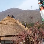 茅葺きの屋根の葺き替えの手際よさに見惚れてしまいました。　　　　　　・葺き替えの掛け声もなく手際よく（和良）