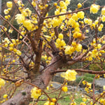雨が降り続いた後の臘梅の花はいよいよ色を増していました。　・雨三日臘梅の艶いや増して(和良)
