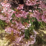 原田家住宅の蜂須賀桜では花に添うように若葉が出始めていました。　・花に添ひ出でし若葉もまた赤く(和良)