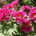 神宮寺の牡丹園の赤い牡丹は金色の花粉をまぶしていました。　　・赤牡丹金の花粉をまぶし咲く(和良)