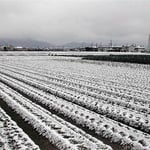 南国・徳島に雪です。鶺鴒が一羽飛び回っていました。 ・雪の原白鶺鴒の白さかな(和良)